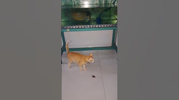 Mèo bắt ếch về cho cá ăn #dongvat #pet #sanbat #cat #cute #animals #amazing #funny #thucung