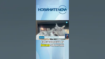 Котка стана световен рекордьор на Гинес за най дълга опашка в света Novinitenanova Nova котка 