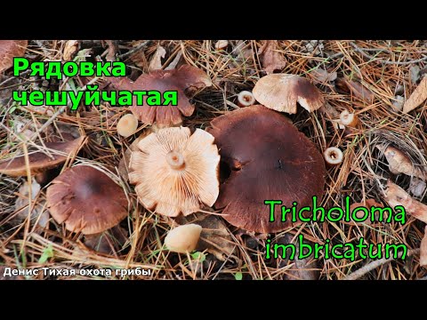 Рядовка чешуйчатая | Tricholoma imbricatum | ГРИБОТЕКА