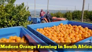 Modern Orange Farming in South Africa || Modern Agriculture Technology