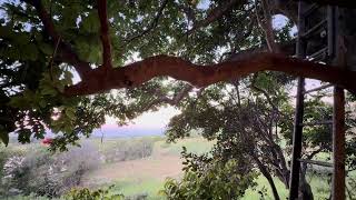 NHTv - NatureCast  - Slow Tv - Soft Rain & Birds, Paddock & Sun Light Thru Trees - ASMR screenshot 1