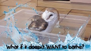 How to bathe a young owl for the first time: how to introduce the bath to your young owl