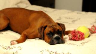 Goofy Boxer Dog never listens to my wife