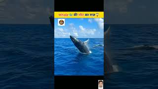 What Reality Of Whale Death | #shorts #viral #facts #amazing #shocking