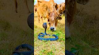 Red Cow And Snake New Short Video