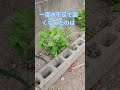 家庭菜園で大葉に灌水r7/7/19