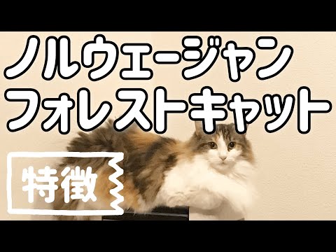 ノルウェージャンフォレストキャットの特徴。ノルウェージャンフォレストキャットとは?Features of the Norwegian Forest Cat.