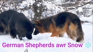 German Shepherds awr Barf | Dogs in Snow