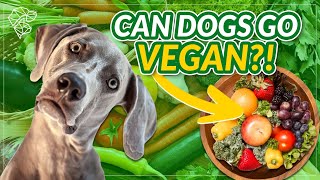 Is it Healthy For My Dog To Be On A Vegan Diet? | Ultimate Pet Nutrition by Ultimate Pet Nutrition 82 views 1 month ago 2 minutes, 48 seconds