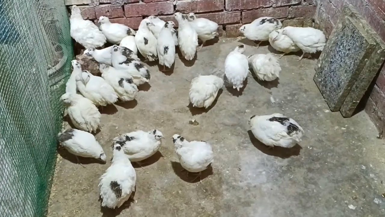 بنخلص علي السمان