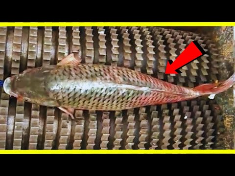 Incredible Machines That Operate At Another Level 