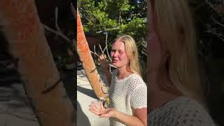 The most beautiful island in Tonga 🏝️ : #short #shorts #bellawlbe