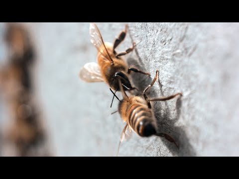 Video: Mida teevad mesinikud kevadel?