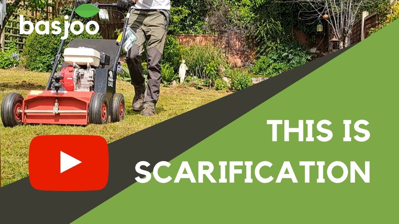 This is SCARIFICATION - by a Professional Gardener