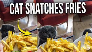 Cat Snatches a Few Fries off Owner Plate Then Eats Them on the Ground