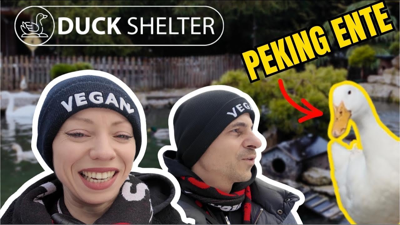Ente gut alles gut: Auffangstation für Wasservögel | Veganer Vlog