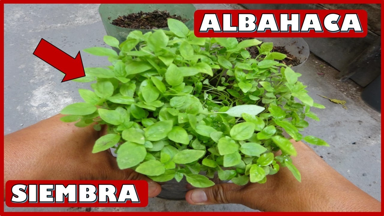 APRENDE A SEMBRAR Y TRASPLANTAR ALMACIGOS DE ALBAHACA
