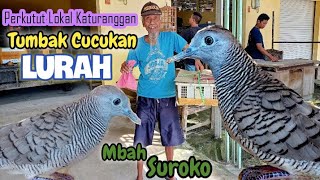 MBAH SUROKO BAWA PERKUTUT LOKAL || TUMBAK CUCUKAN   LURAH || SUPER ISTIMEWA LORRR ‼️‼️