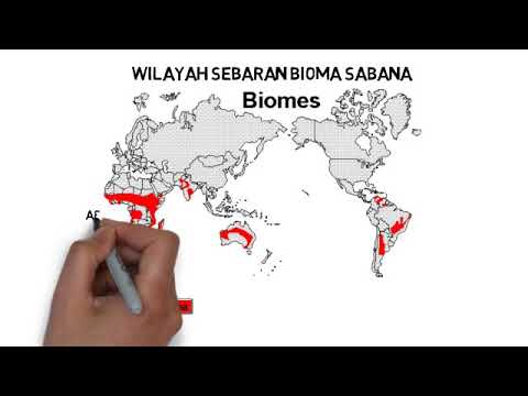 Video: Apa itu bioma sabana?