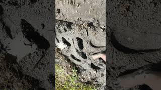 Barefoot in Mud (2025-10-01 10-21-18)