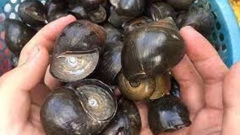 Nguyên nhân và cách khắc phục ốc bươu đen bị mòn vỏ, mòn đít, chết nhiều