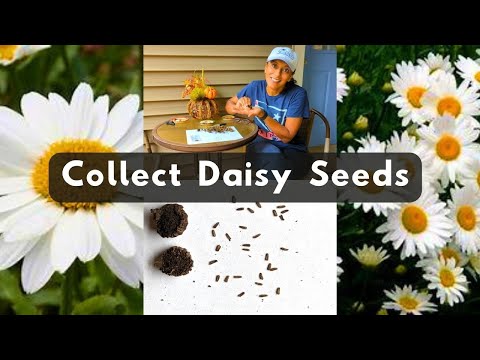 From Seed to Blossom: How to Grow and Care For Shasta Daisies – Sow Right  Seeds