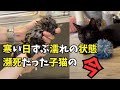 寒い中ずぶ濡れ瀕死の状態で保護した子猫の今現在