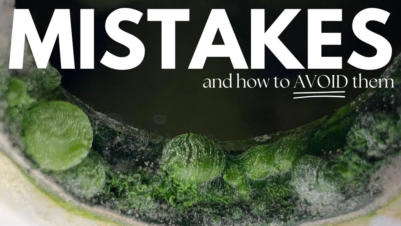 Избегайте этих ошибок новичков при использовании AeroGarden — важные советы для новых пользователей!