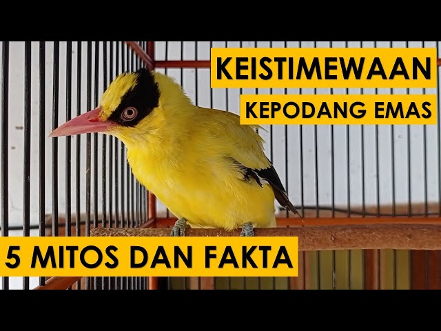 KEISTIMEWAAN BURUNG KEPODANG EMAS DARI SISI MITOS DAN FAKTA DI MASYARAKAT class=