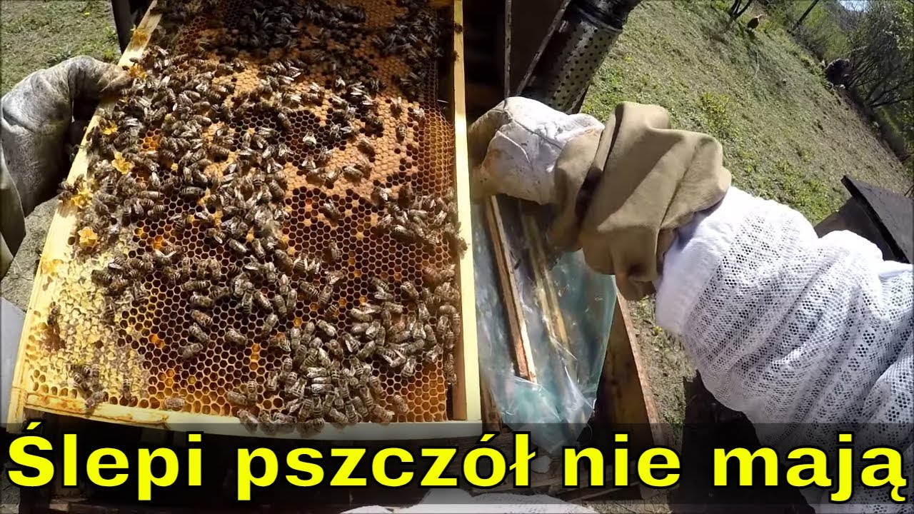 Na filmie zobaczyłem miseczki matecznikowe... musiałem wrócić na pasiekę. 30.04.2023