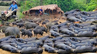 Full video of 1000 days: the journey of caring for piglets in the forest, from in the womb to birth.