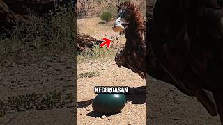 Never underestimate this bird 😲 #shorts