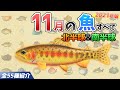 【あつ森】11月に釣れる魚を全て紹介！魚影や出現場所、時間、条件、買取値段など徹底解説！ゴールデントラウトやチョウザメなどレア魚が大量【あつまれどうぶつの森　11月の魚図鑑コンプリート】