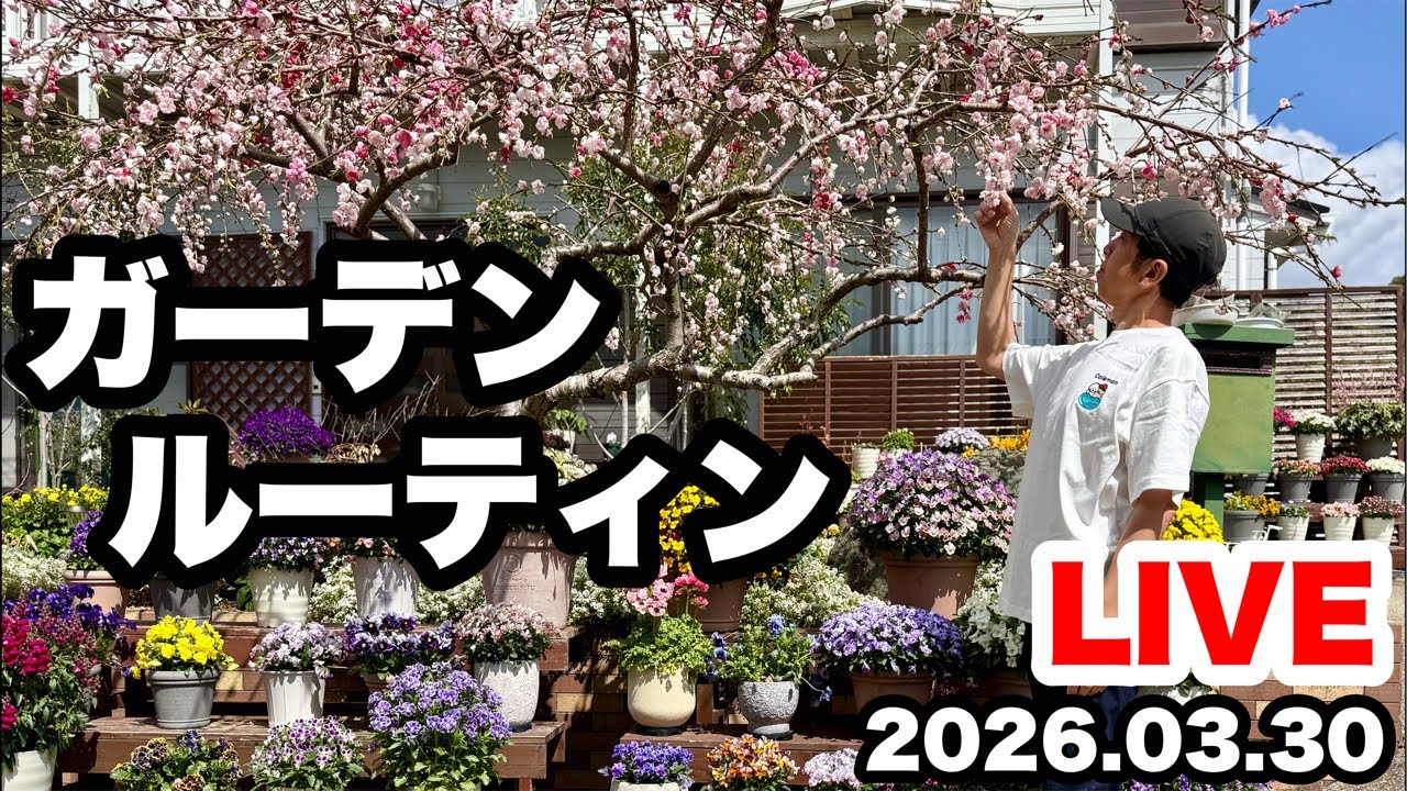 ◆『ゆずにゃんさん専用』ゆるふわ園芸やっちゃんねる Yasuwa Gardening Yatchan Channel] Spring Flowers, Planting