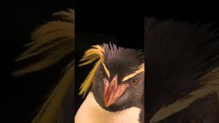 National Geographic on shorts Video by @joelsartore Weighing just five pounds 2 2 kg, northern roc National Geographic on shorts Video by @joelsartore Weighing just five pounds 2 2 kg, northern roc