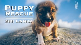 Saving a Puppy in Sri Lanka's Surf Capital | Mirissa & Galle Travel Guide