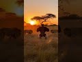 Savannah Showdown #EpicWildlife #NatureRaw #WildlifeDrama