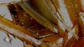 Cockroach under microscope - VisionScoped