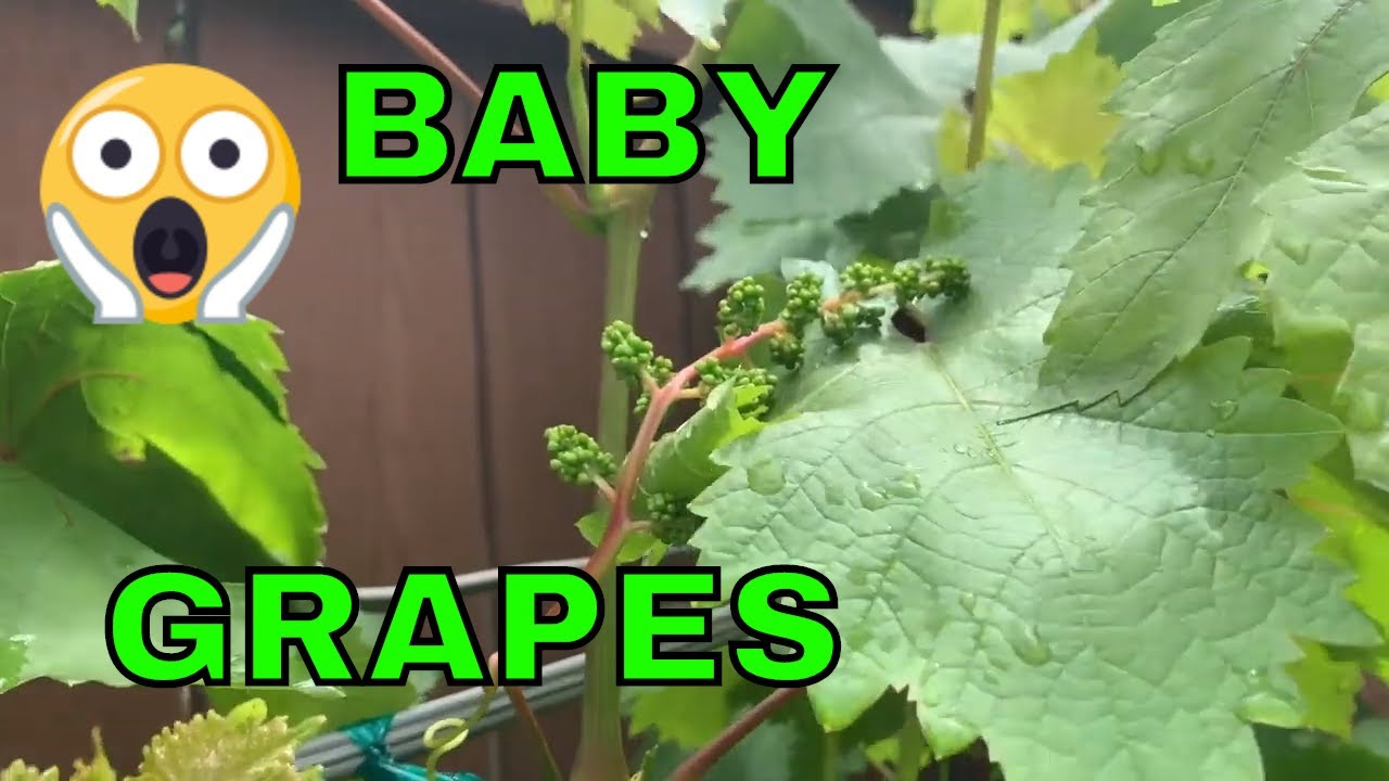 growing grapes in the philippines pdf Growing GRAPES