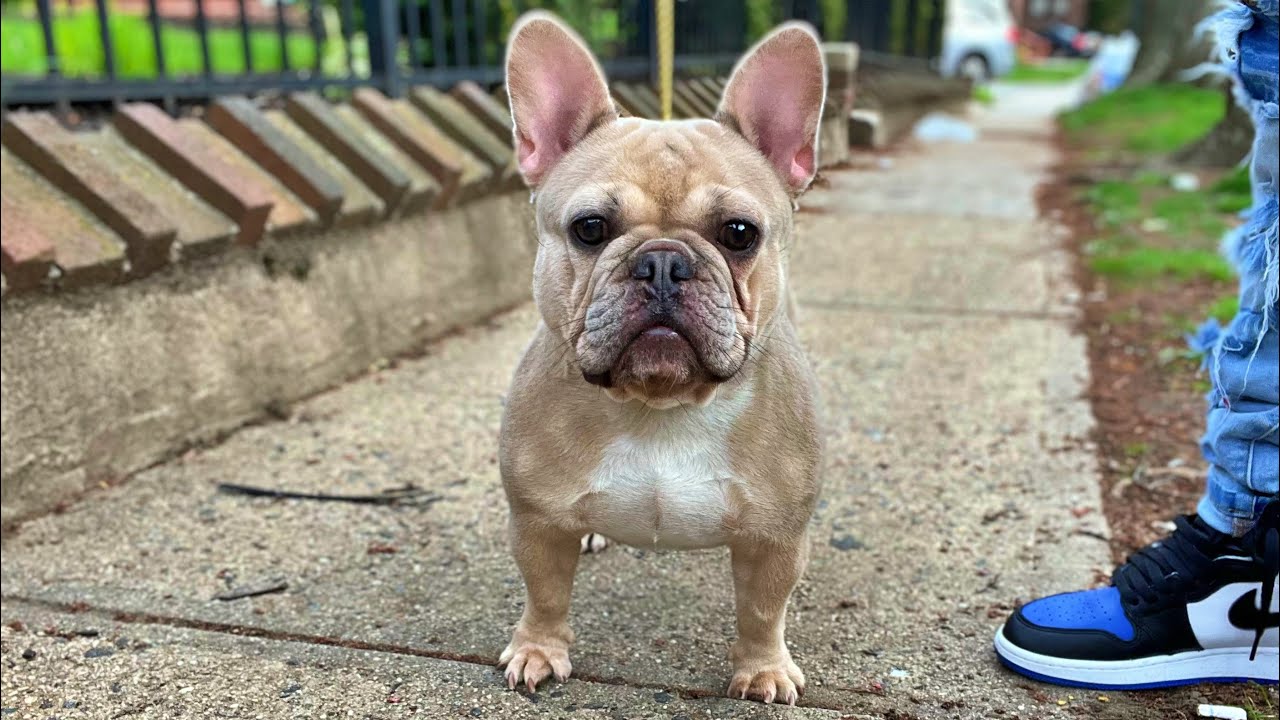 French Bulldog Breeding , IS SHE READY??? YouTube