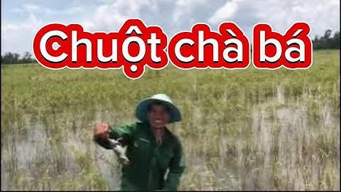 Bắt chuột đồng mùa nước lũ