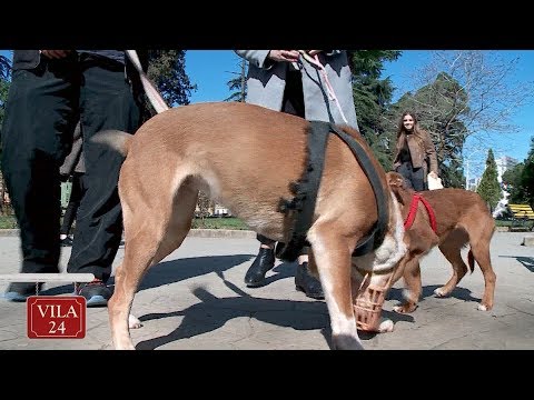 Video: Si Të Mbani Shurrë Qeni Të Mos Prish Lëndinë Tuaj