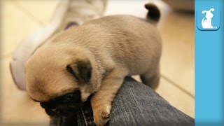 Cute Pug Puppy Wrestles Jeans!  Puppy Love