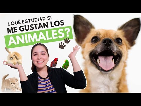 ¿Qué estudiar si me gustan los animales🐾? Carreras universitarias para los amantes de los animales