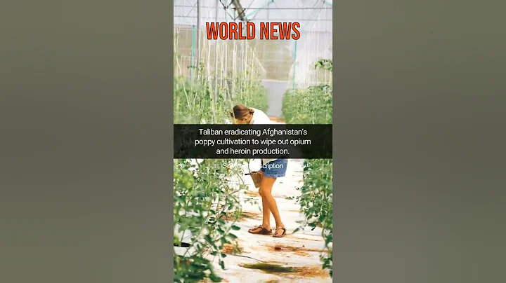 Taliban eradicating Afghanistan's poppy cultivation to wipe out opium and heroin pro... #shorts