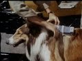 Lassie - Episode #421 - "A Time for Courage" -  Season 13, Ep. 4 - 10/02/66