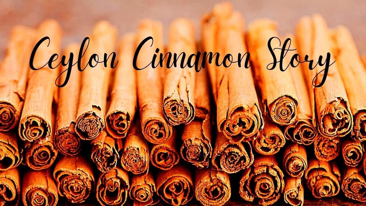 Ceylon Cinnamon Story World's 01 YouTube