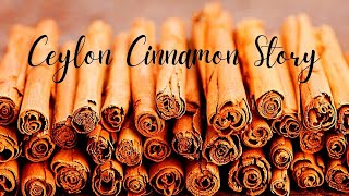 Ceylon Cinnamon Story | World's #01