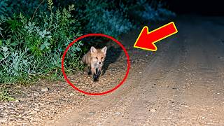 A lost fox cub was adopted by a kind woman, but a few days later, something unbelievable happened.