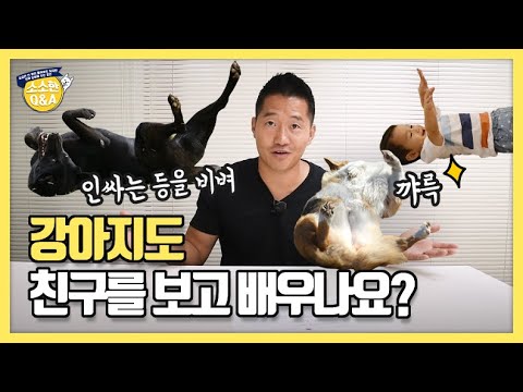 강아지도 친구를 보고 배우나요?｜강형욱의 소소한 Q&A